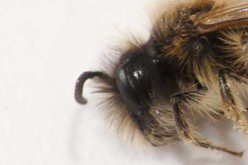 Réf. 276 147 : Andrena sp.